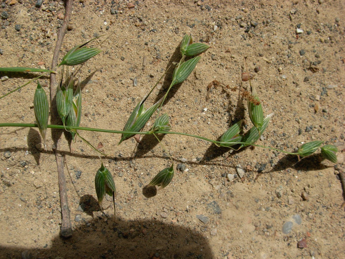 Avena sativa L. / Avena comune